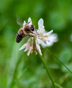 Honigbiene auf Kleeblüte