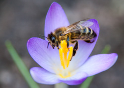 Biene auf Krokussblüte
