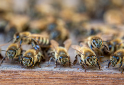 Verschneite Bienenkästen