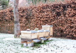 Bienenkästen im Winter