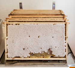 Honigwaben vor dem Entdeckeln