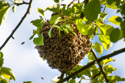 Bienenschwarm im Apfelbaum