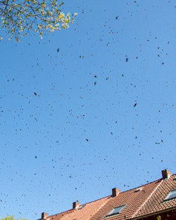 Bienenschwarm in der Luft