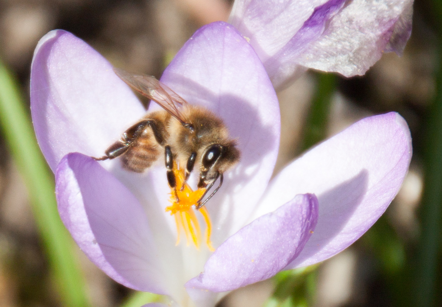 Honigbiene in Krokusblüte