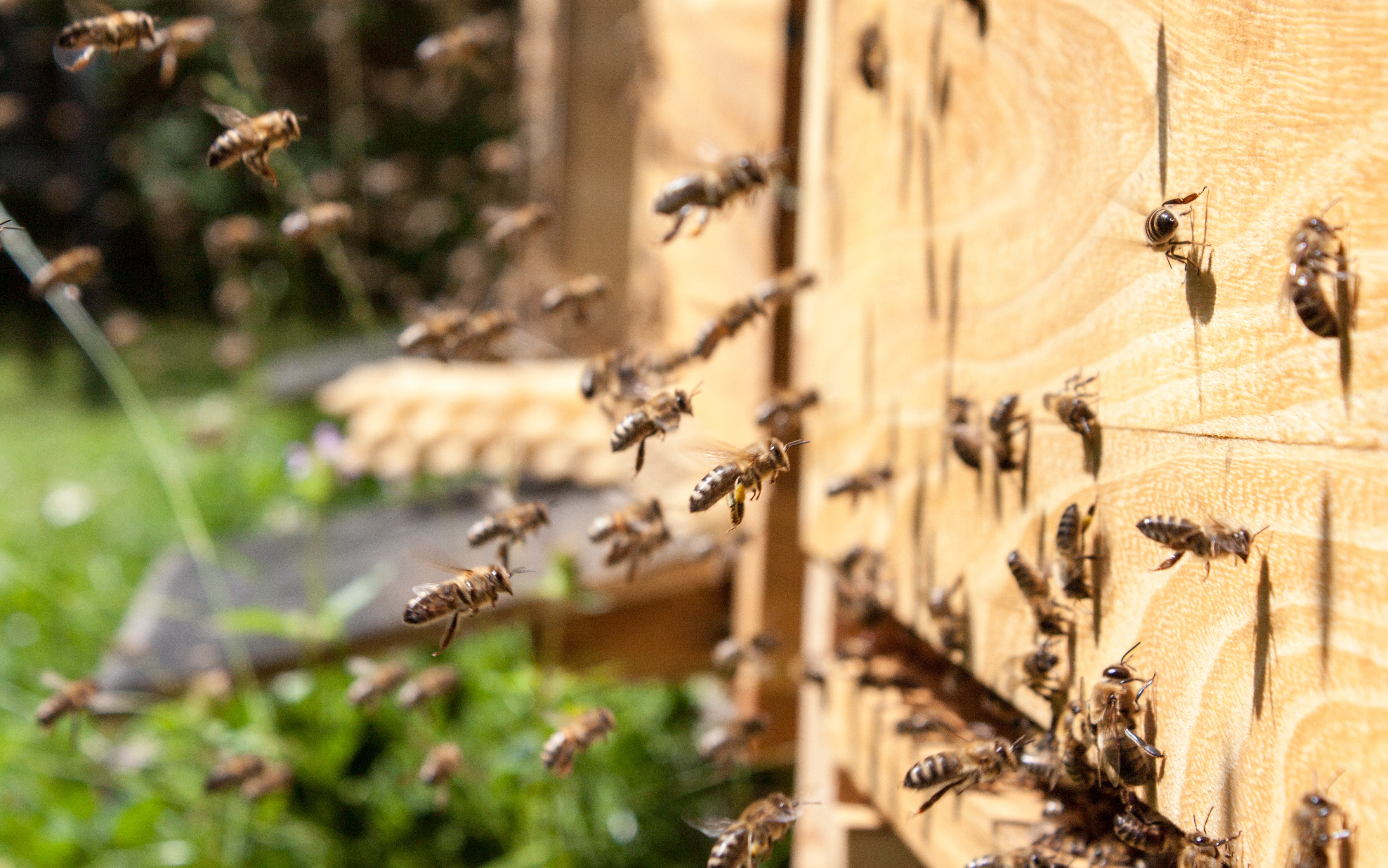 Newsletter der HannoverBienen